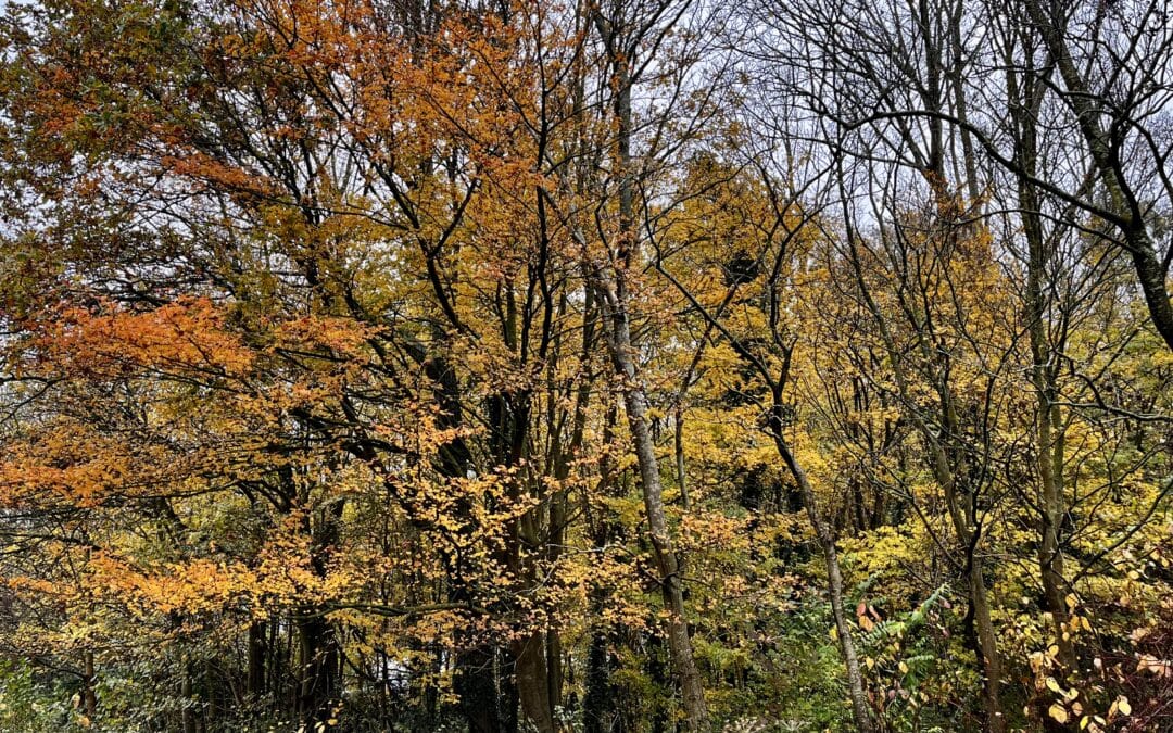 Herfst op het dorp